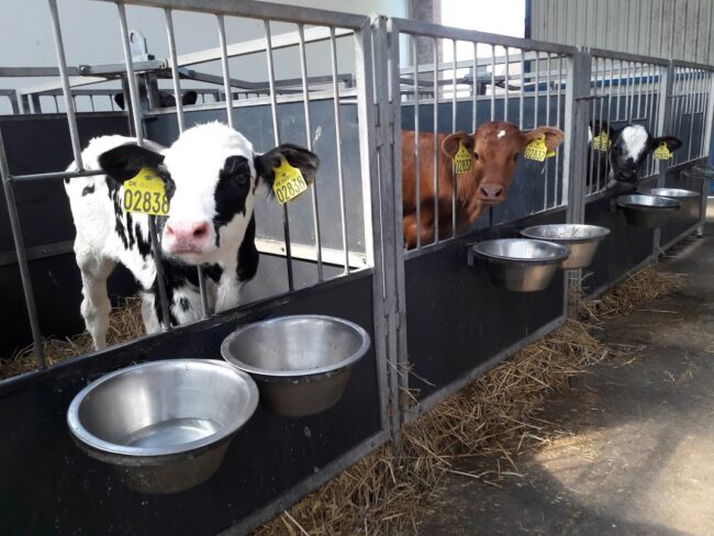 Kalve på stribe E. Nørbjerg 28052019