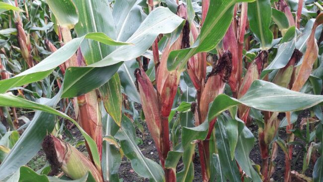 Resized_20171003_101214