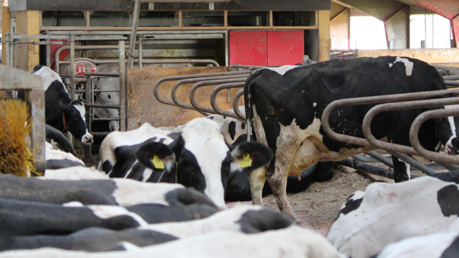 IMG_9761_web kvægstald krybestrøm kvæg ko køer