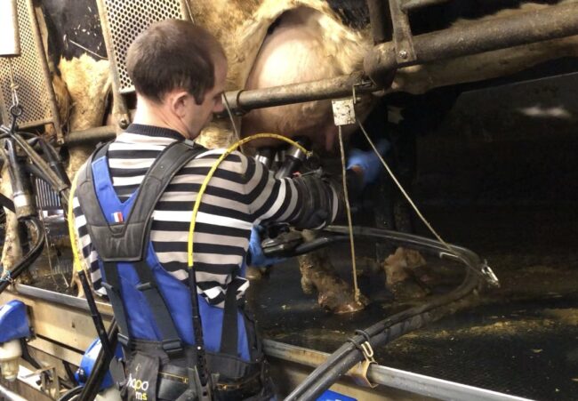 skrå bagfra – malkestald